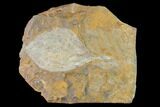 Paleocene Fossil Leaf (Averrhoites) - North Dakota #145308-1